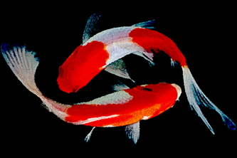 School of Fish project cover